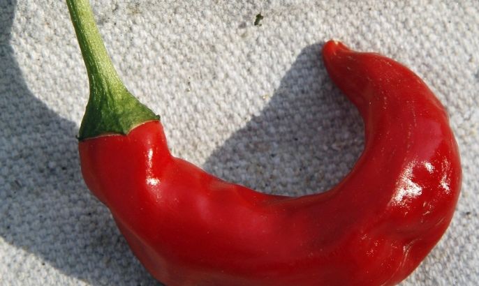 A red pepper is seen as it sits out to dry Monday, Sept. 17, 2012, in Cheltenham, Pa.