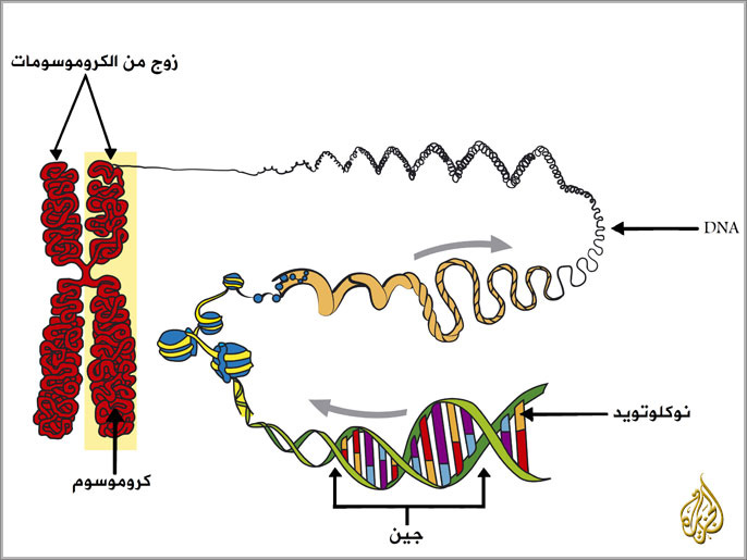 كروموسومات, جينات, موروثات, حمض نووي, DNA, علم الوراثة