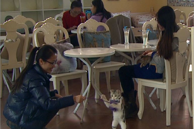 مقاهي القطط تشهد رواجاً في الصين
