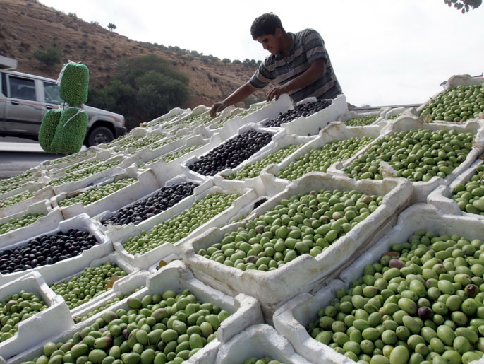 مزارع يبيع محصوله من الزيتون (الجزيرة نت)