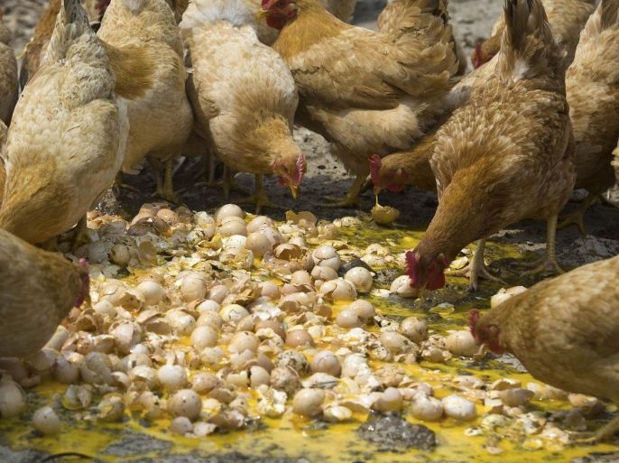 Chickens are fed with unsaleable eggs at a farm in Hangzhou, Zhejiang province, April 17, 2013. China's poultry sector has recorded losses of more than 10 billion yuan ($1.6 billion) since reports emerged of a new strain of bird flu two weeks ago, an official at the country's National Poultry Industry Association told Reuters on Tuesday. Poultry consumption is down by more than half in eastern China, according to Liu Yonghao, president the New Hope Group, the country's largest producer of animal feed.