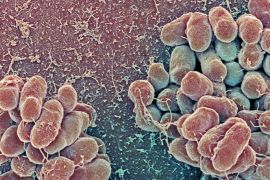 فك شيفرة التركيب الجيني للبكتيريا التي تسبب مرض الكوليرا يساهم في تقدم أبحاث مكافحة الوباء القاتل