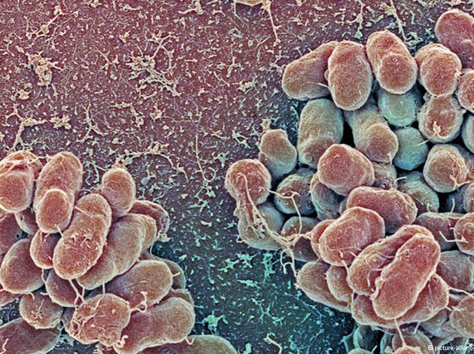 فك شيفرة التركيب الجيني للبكتيريا التي تسبب مرض الكوليرا يساهم في تقدم أبحاث مكافحة الوباء القاتل