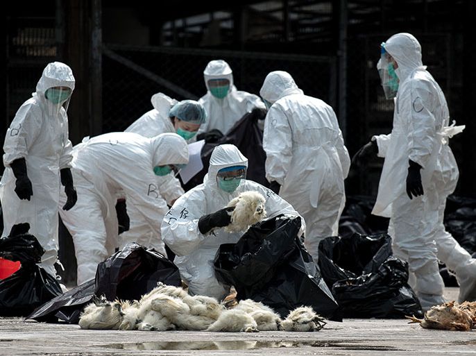 Officials wearing masks and protective suits pile dead chickens into black plastic bags in Hong Kong on January 28, 2014. Hong Kong began a mass cull of 20,000 chickens after the deadly H7N9 bird flu virus was discovered in poultry imported from mainland China, authorities said. AFP