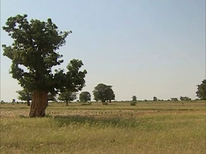 مراسلو الجزيرة: شجرة التبلدي تواجه خطر الانقراض في السودان
