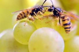 العلاج المناعي يحد من خطر حساسية لدغات الحشرات بشكل كبير