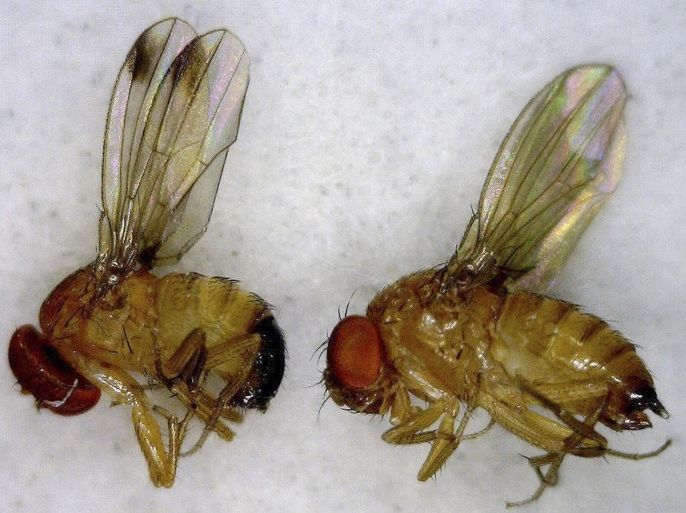 This July 2012 photo released by the University of Maine Cooperative Extension Service shows a male, left, and female, right, spotted wing drosophila, an invasive fruit fly. The insect was first detected in Maine in small numbers in the summer of 2011. But during the summer of 2012, traps in Monmouth, Maine, bagged thousands per week. (AP Photo/University of Maine Cooperative Extension Service, Griffin Dill)