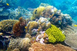 انقراض الشعاب المرجانية يهدد الحياة البحرية - تعليم العربية