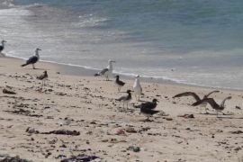 سقطرى تتميز بشواطئ خلابة وطيور نادرة