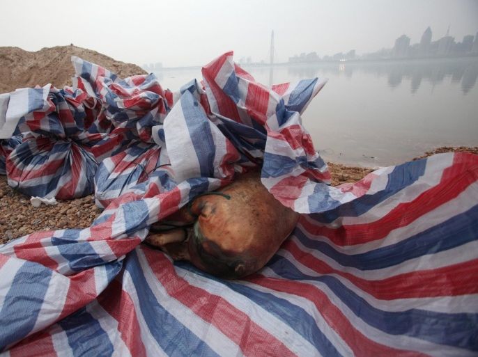 This picture taken on March 18, 2014 shows a dead pig wrapped in plastic sheets on the bank of the Gan river in Nanchang, in eastern China's Jiangxi province. Chinese authorities have found 157 dead pigs in a river, state media said on March 19, underscoring the country's food safety problems a year after 16,000 carcasses were discovered in Shanghai's main waterway. CHINA OUT AFP PHOTO