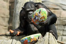 Chimpanzee Viktoria opens an Easter egg at the zoo in Hannover, Germany, Thursday, April 3, 2014. The egg was filled with food. The zoo keepers surprised the animals with an Easter egg hunt on the first day of the Lower-Saxon Easter school holidays. (AP Photo/dpa, Holger Hollemann)