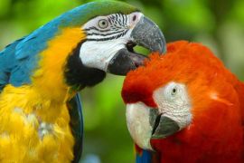 Two macaw parrots at Santa Fe Zoo in Medellin