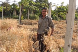 القمح وقد ملأت سنابله الذهبية أرجاء حقول مسرابا في الغوطة الشرقية