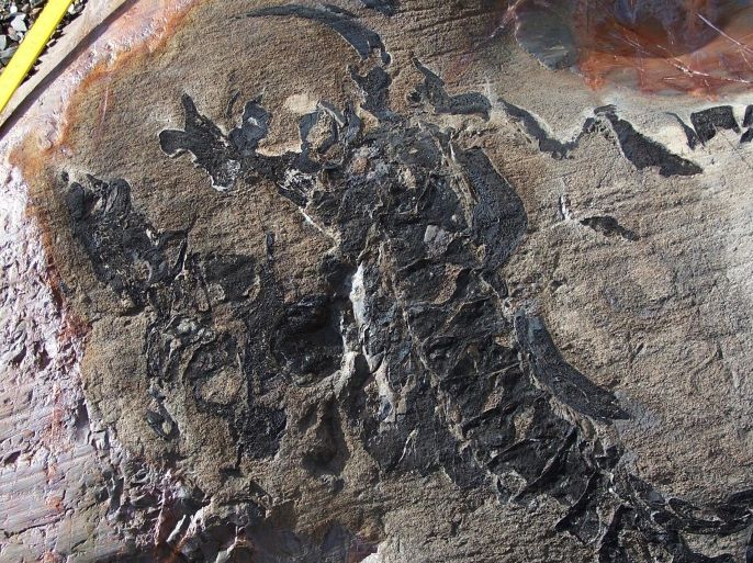 An undated handout picture provided by some Chilean scientists on 31 May 2014 showing fossil remains of a ichthyosaurs found at the Tyndall glazier, Paine towers, Punta Arenas locality, 3,000 km south of Santiago, Chile. Chilean scientists discovered a cemetery with at least with 46 specimens of ichthyosaurs, one of the largest marine reptiles from the time of the dinosaurs, which disappeared 99 million years ago. EPA/CHRISTIAN SALAZAR HANDOUT HANDOUT EDITORIAL USE ONLY/NO SALES