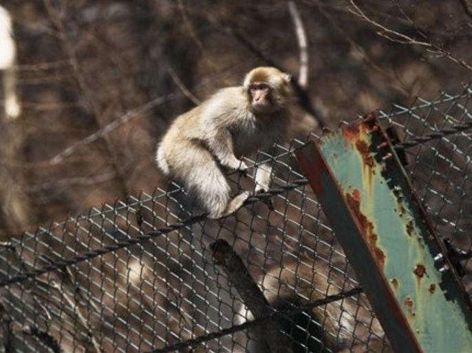 In this photo taken Thursday, April 14, 2011, a monkey climbs over a fence on a road to the Bandai Azuma Skyline tollway in Fukushima, northeastern Japan. The unfortunate association has been a painful economic consequence of the triple disaster for Fukushima prefecture and Fukushima city, located about 64 kilometers (40 miles) inland from the Fukushima Dai-ichi nuclear power plant. Along with the direct economic hit, farmers and businesses face so-called "fuhyo higai," or damages stemming from the battered reputation of the Fukushima brand.