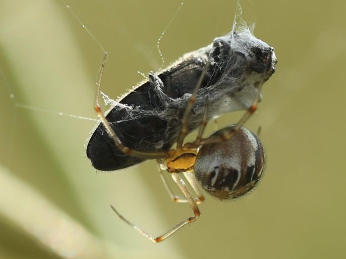 WERNITZ, GERMANY - JUNE 17: A spider ensnares an insect as prey in a field on June 17, 2014 near Wernitz, Germany.