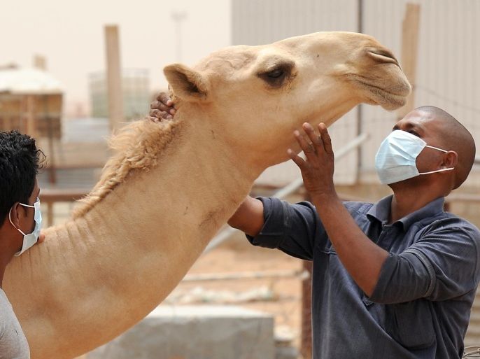 An Indian worker wears a mouth and nose mask as he touches a camel at his Saudi employer's farm on May 12, 2014 outside Riyadh. Saudi Arabia has urged its citizens and foreign workers to wear masks and gloves when dealing with camels to avoid spreading the Middle East Respiratory Syndrome (MERS) coronavirus as health experts said the animal was the likely source of the disease. AFP PHOTO/FAYEZ NURELDINE
