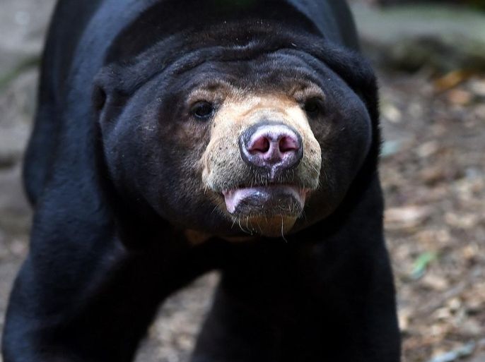 A Malayan sun bear walks around in its enclosure at the zoo in Muenster, western Germany, on August 18, 2014. AFP PHOTO / PATRIK STOLLARZ