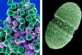 At left, undated handout image provided by the National Institute of Allergy and Infectious Diseases (NIAID) shows a clump of Staphylococcus epidermidis bacteria (green) in the extracellular matrix, which connects cells and tissue, taken with a scanning electron microscope, showing. At right, undated handout image provided by the Agriculture Department showing the bacterium, Enterococcus faecalis, which lives in the human gut, is just one type of microbe that will be studied as part of NIH's Human Microbiome Project. They live on your skin, up your nose, in your gut _ enough bacteria, fungi and other microbes that collected together could weigh, amazingly, a few pounds. Now scientists have mapped just which critters normally live in or on us and where, calculating that healthy people can share their bodies with more than 10,000 species of microbes.