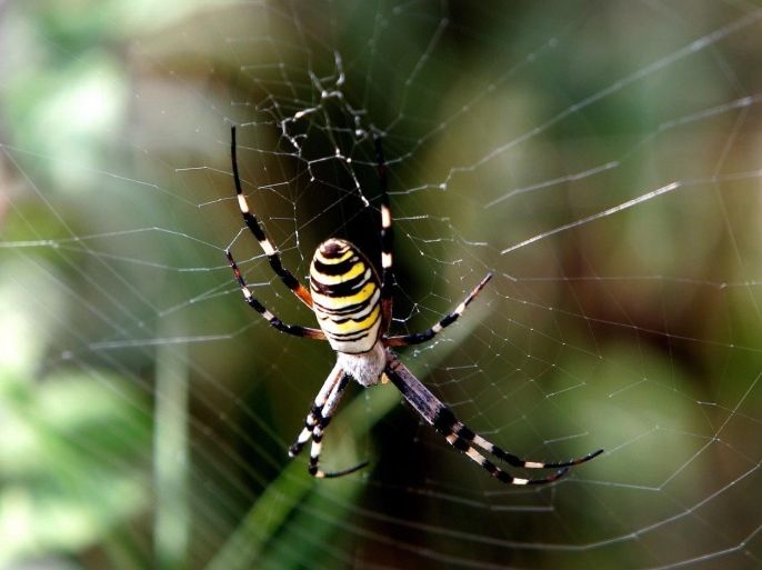 A spider is seen in its net waiting for prey in a garden in Tirana, Albania, 20 March 2012. EPA/ARMANDO BABANI