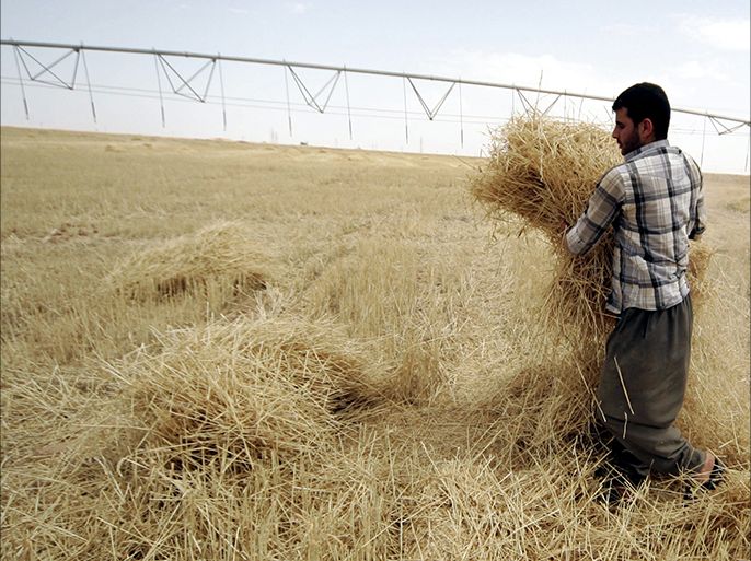 epa04202615 An Iraqi farmer harvests wheat in a field at Karbala city, southern Iraq, 12 May 2014. Iraq is planning to export at least 50.000 tons of wheat in 2014. The country is considered one of the world?s biggest importers of wheat. EPA/ALAA AL-SHEMAREE