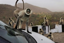 In this photo taken Sunday, May 12, 2013, a wild gray langur monkey scowls as it jumps on a car at a rest stop on a road near Leela, in the state of Rajasthan, India.