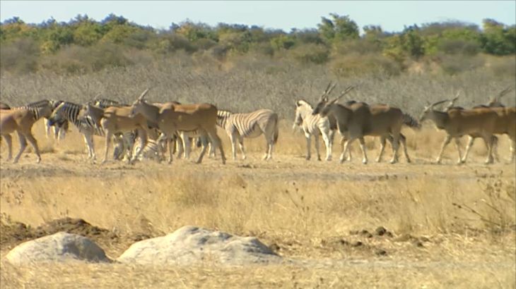 محمية ايتوشا في ناميبيا