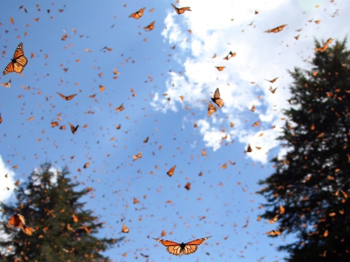أعداد الفراشات المهاجرة تراجعتبشكل هائل في السنوات الأخيرة (أسوشيتد برس)