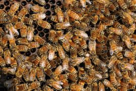 Honeybees gather Wednesday, Oct. 1, 2014, at an Eau Claire, Mich., orchard. Beekeeper Jim Baerwald, owner of His Bee Farms in Eau Claire, says he has seen losses in the number of bees. (AP Photo/The Herald-Palladium, Don Campbell)