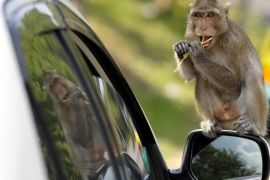 A monkey sits on a rear view mirros nibbeling on a snack offered to the animal from a tourist in a car on a road in the Chonburi province, Thailand, 29 October 2012.