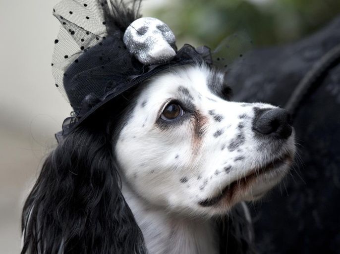A dog wearing a gothic hat is pictured during the biannual Whitby Goth Weekend' (WGW) festival in Whitby, Northern England, on November 2, 2014. The WGW festival brings thousands of goths and alternative lifestyle fans from the UK and around the world over a weekend of music, dancing and shopping. AFP PHOTO / OLI SCARFF