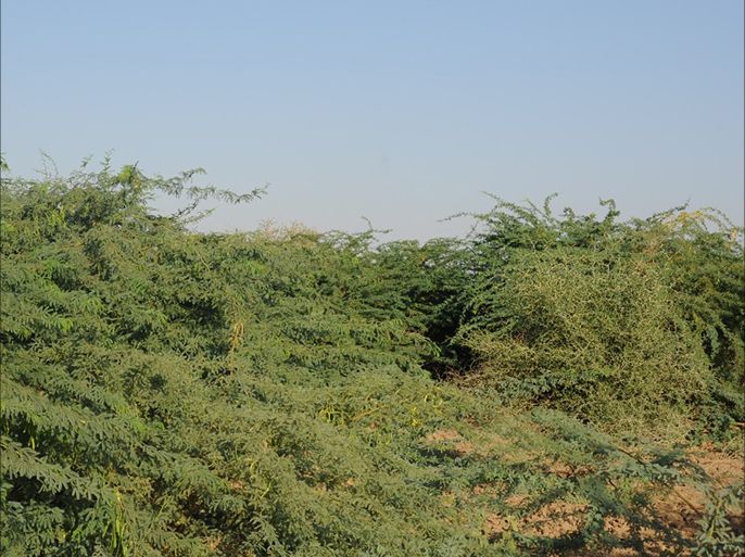 شجرة المسكيت ومشكلاتها في السودان