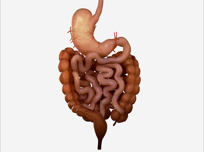 Human digestive system; stomach, small intestine and large intestine.