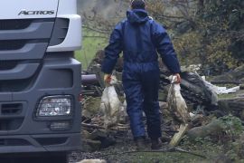 The carcasses ducks are loaded onto a lorry after a bird flu outbreak forced the culling of livestock at a farm in Nafferton, England, Tuesday Nov. 18, 2014. Government vets are investigating the case of "highly pathogenic" H5 avian flu, found on the farm, to ascertain if it is linked to a similar case in the Netherlands. (AP Photo / Lynne Cameron, PA) UNITED KINGDOM OUT - NO SALES - NO ARCHIVES