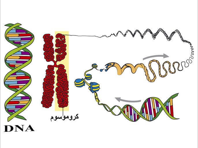 كروموسوم مادة وراثية جينات DNA Deoxyribonucleic acid حمض نووي أحماض نووية الوكالة: لوكافيس