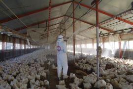 A worker wearing a protection suit cull chickens at a poultry farm where the bird flu virus had been found in Takanabe Town, Miyazaki prefecture January 31, 2011. Dead chickens found at a poultry farm in Miyazaki Prefecture were infected with a highly pathogenic avian flu virus, local officials said on Monday amid a spreading epidemic among local farms, Kyodo news reports.