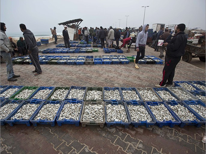 HMS124 - GAZA CITY, GAZA STRIP, - : Palestinian fishermen display their catch at the port in Gaza City on November 10, 2014. Israel allowed, for the first time since 2007, the transport of Gazan fish to the West Bank through Kerem Shalom crossing, the only commercial crossing in the Gaza Strip. AFP PHOTO/MAHMUD HAMS