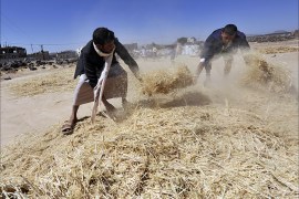 epa04490632 Yemeni farmers throw wheat stalks in the air after they have been threshed during the harvest season at a village on the outskirts of Sana'a, Yemen, 15 November 2014. Almost 80 percent of Yemeni's 24-million population depends on agriculture. EPA/YAHYA ARHAB