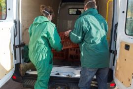 Around 1,000 chickens, ducks and geese owned privately in a restricted area of three kilometers around the village have been culled after an outbreak of avian flu at a turkey farm in Heinrichswalde, Germany, 07 Novemeber 2014. An especially dangerous strain of avian flu has been discovered in a turkey fattening farm (Mastputenbetrieb). The subtype of this strain was previously only known in Asia. Around 31,000 turkeys have been culled, but there is still a threat to other large poultry farms.