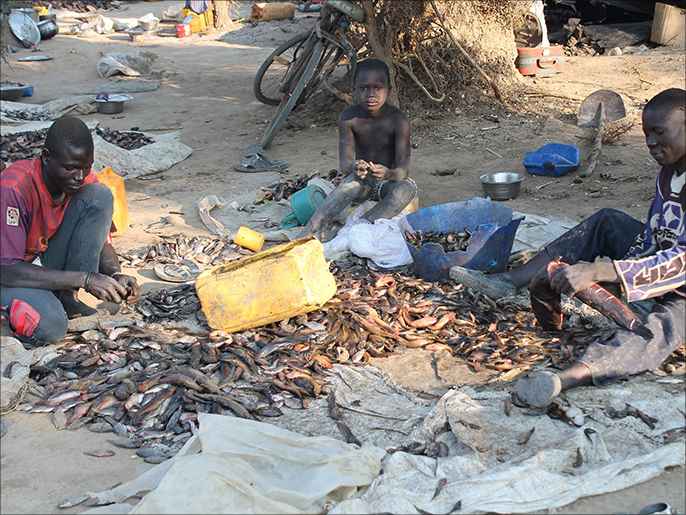 ‪ماليون يعملون في تجفيف السمك وتصديره لبلادهم‬  (الجزيرة)