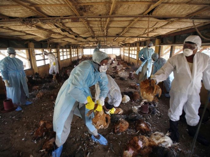 Health workers cull roosters at a government-state-run poultry farm in Gandhigram village, about 35 km (22 miles) west of Agartala, capital of India's northeastern state of Tripura, March 7, 2011. Fresh cases of avian influenza or bird flu were detected in a Tripura poultry farm, and culling of birds is expected to start on Monday, an official said on Sunday. Central government experts tested the samples of some 400 dead birds and found them positive for the H5 strain of avian influenza, local media reported.