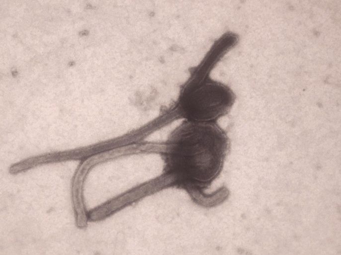 This undated photo made available by the Antwerp Institute of Tropical Medicine in Antwerp, Belgium, shows the Ebola virus viewed through an electron microscope. The World Health Organization on Friday, Aug. 8, 2014 declared the Ebola outbreak in West Africa to be an international public health emergency that requires an extraordinary response to stop its spread. (AP Photo/Antwerp Institute of Tropical Medicine)