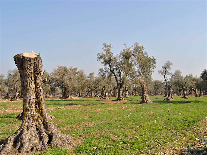 ‪قطعت قوات النظام في يونيو/حزيران 2012 أكثر من ألف شجرة بحجة إعاقتها العمليات العسكرية‬ (الجزيرة)