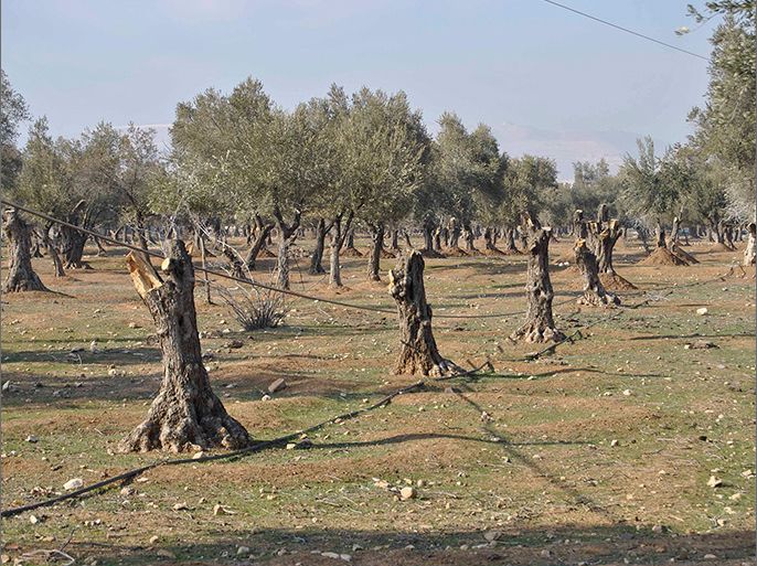 أشجار معمرة تقتلعها جرافات النظام بسوريا
