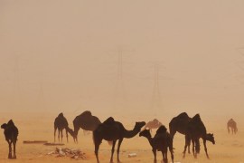 A sand storm envelops camels in the desert region of al-Hasa, some 370 km east of the Saudi capital Riyadh, on June 16, 2013.