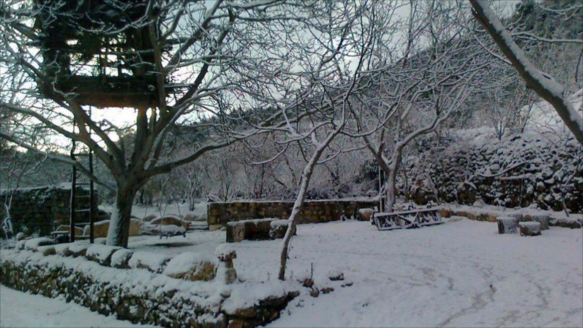 الثلوج وعرزال على شجرة جوز في جبل الأكراد