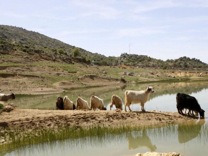Goats drink from a pond on the edge of the disputed Shebaa Farms area claimed by Lebanon August 25, 2008. The Beirut government challenges the United Nations "Blue Line" between Lebanon and the Israeli-occupied Golan Heights -- which runs right through the pond. Picture taken August 25, 2008.