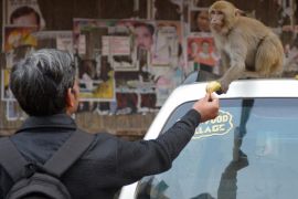 An Indian man feeds a banana to a monkey in New Delhi on January 27, 2015. Thousands of monkeys live on the rooftops of downtown Delhi. Despite being considered a nuisance they cannot be killed because many Indians consider them sacred. AFP PHOTO / SAJJAD HUSSAIN