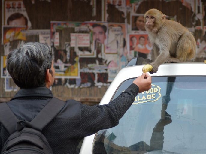 An Indian man feeds a banana to a monkey in New Delhi on January 27, 2015. Thousands of monkeys live on the rooftops of downtown Delhi. Despite being considered a nuisance they cannot be killed because many Indians consider them sacred. AFP PHOTO / SAJJAD HUSSAIN