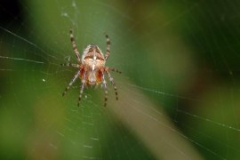 علماء يكتشفون مادة طبيعية أقوى من خيوط العنكبوت spider